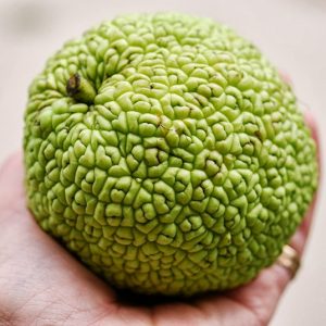 Hedge Apples